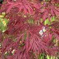 Acer palmatum 'Garnet'   15L  COLLECTION ONLY